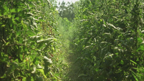 Bauernspaziergang-In-Der-Landwirtschaftlichen-Bio-Tomatenplantage-Mit-Einer-Beutelfüllung-Mit-Frischem-Naturgemüse,-Saisonaler-Ernte