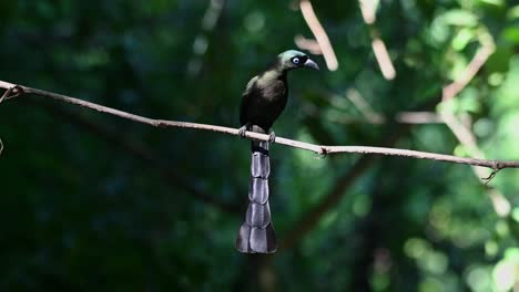 Perched-on-a-vine-while-looking-towards-right-side-of-the-frame-during-a-windy-moment-in-the-forest,-Racket-tailed-Treepie-Crypsirina-temia,-Thailand