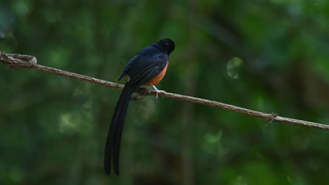 Lovely-tail-display-while-perched-on-a-vine-then-flies-away,-White-rumped-Shama-Copsychus-malabaricus,-Thailand