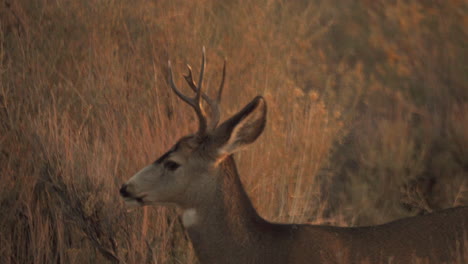 A-buck,-male-deer-watches-as-a-herd-walks-past-him