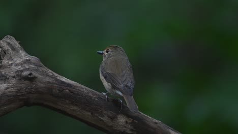 Seen-from-its-back-perched-on-a-dead-branch-and-then-flies-away,-Dark-sided-Flycatcher-Muscicapa-sibirica-,Chonburi,-Thailand