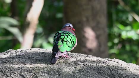 Seen-from-its-back-while-facing-to-the-right-during-the-early-morning-hours-in-the-forest,-Common-Emerald-Dove-Chalcophaps-indica,-Thailand