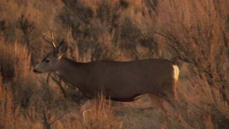 A-buck,-male-deer-walks-through-bushes,-looking-for-food