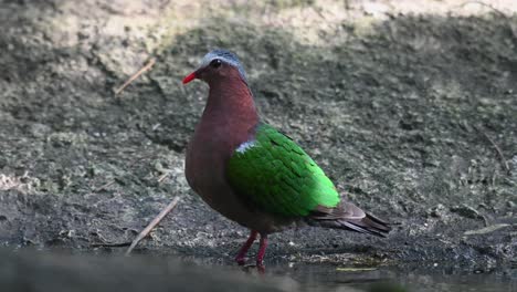 Wading-in-a-birdbath-facing-to-the-left-while-shadows-and-sunlight-dance-on-it,-Common-Emerald-Dove-Chalcophaps-indica,-Thailand