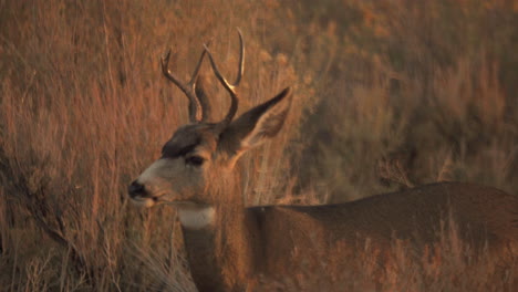A-buck,-male-deer,-stands-among-tall-grass