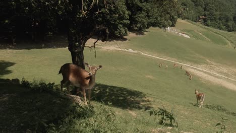 Free-deer-eating-grass-in-a-nature-field