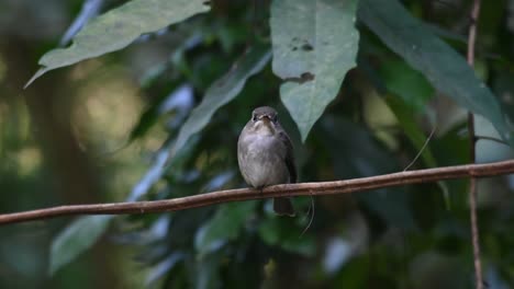 Chirping-and-looking-around-while-perched-on-a-vine,-Dark-sided-Flycatcher-Muscicapa-sibirica-,Chonburi,-Thailand