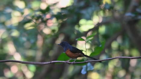 Seen-from-its-back-while-perched-on-a-vine-then-jumps-around-to-face-front,-White-rumped-Shama-Copsychus-malabaricus,-Thailand