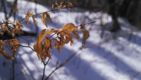 Branches-with-amber-dried-leaves-with-a-snowy-background