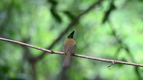 Seen-from-its-back-looking-down-then-towards-the-back,-Black-crested-Bulbul-Rubigula-flaviventris,-Thailand