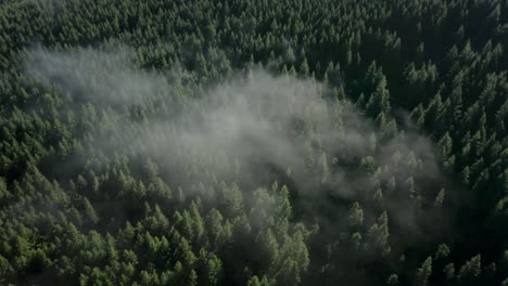 Lowering-towards-sunshine-lit-evergreen-forest-with-light-mist-cloud,-aerial