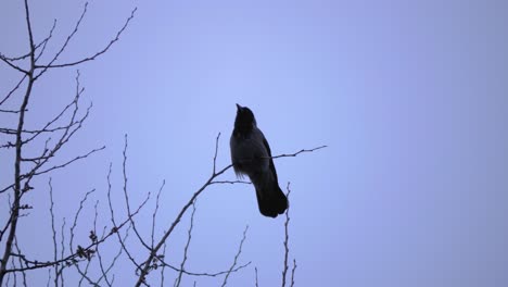 Crow-sitting-on-a-tree-branch-with-a-grey-sky-background,-50FPS-video
