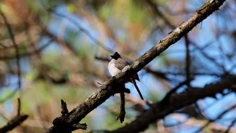 Seen-facing-to-the-left-while-looking-around,-Sooty-headed-Bulbul-Pycnonotus-aurigaster,-Phu-Ruea,-Ming-Mueang,-Loei-in-Thailand