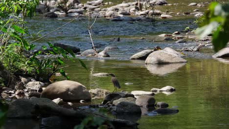 Seen-on-top-of-a-rock-during-a-windy-afternoon-at-a-stream-while-it-looks-around,-Chinese-Pond-Heron-Ardeola-bacchus,-Thailand