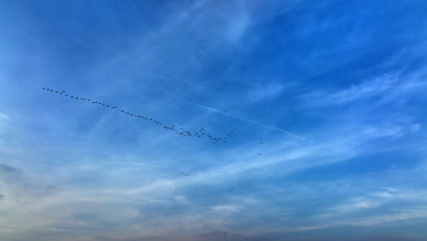 Canadian-geese-migration