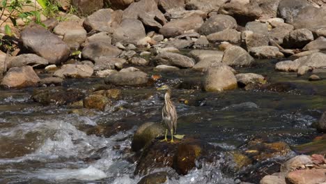 Perched-on-a-rock-in-the-middle-of-a-flowing-stream-then-a-butterfly-arrives-attempting-to-land-on-its-head-and-flies-away,-Chinese-Pond-Heron-Ardeola-bacchus,-Thailand