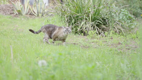 Beautiful-grey-striped-stripes-cat-walking-hunting-slow-motion-4K