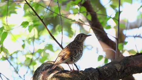 Rare-migrant-to-Thailand-and-can-be-difficult-to-find-seen-perched-within-the-foliage-on-a-branch-then-flies-away-to-the-right,-White's-Thrush-Zoothera-aurea,-Phu-Ruea,-Ming-Mueang,-Loei-in-Thailand