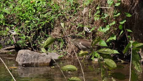 Stalking-for-a-prey-wading-into-the-water-at-the-edge-of-the-stream,-Chinese-Pond-Heron-Ardeola-bacchus,-Thailand