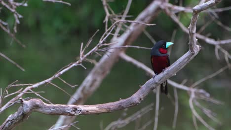 Seen-on-the-right-hand-side-perched-on-bare-branch-while-looking-around,-Black-and-red-Broadbill,-Cymbirhynchus-macrorhynchos,-Kaeng-Krachan-National-Park,-Thailand
