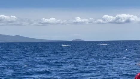 Ballenas-Jorobadas-Macho-Persiguiendo-Agresivamente-A-Una-Hembra-En-El-Santuario-Marino-En-Maui,-Hawaii