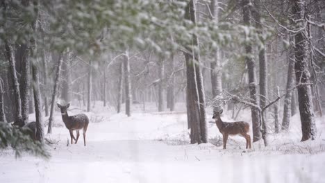 Family-Of-Deer-In-Woodland-Covered-In-Snow-At-Winter-In-New-Jersey,-USA