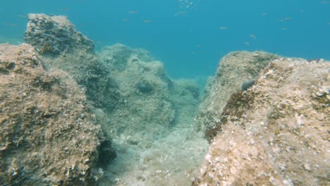 Schwimmen-über-Einem-Flachen,-Felsigen-Meeresboden-Mit-Kleinen-Fischen-Und-Korallen-In-Kroatien
