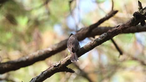 Perched-on-a-pine-branch-and-then-moves-to-the-right-climbing-up-the-tree-to-disappear,-Sooty-headed-Bulbul-Pycnonotus-aurigaster,-Phu-Ruea,-Ming-Mueang,-Loei-in-Thailand