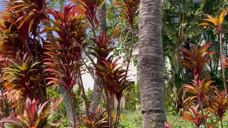 Drei-Kleine-Vögel-Sitzen-Auf-Einer-Tropischen-Ti-Pflanze-In-Hawaii-Und-Fliegen-Dann-Zu-Einem-Nahe-Gelegenen-Baum