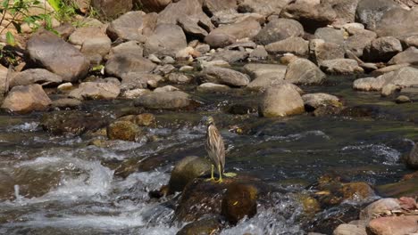 Seen-in-the-middle-of-the-stream-on-a-rock-while-water-is-flowing-fast,-Chinese-Pond-Heron-Ardeola-bacchus,-Thailand