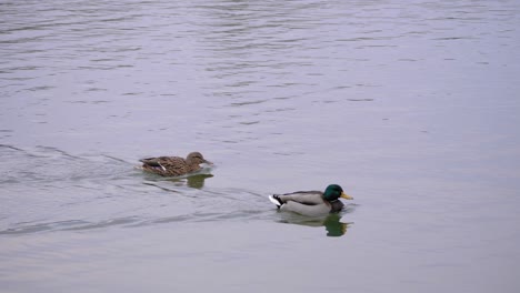 Zwei-Enten,-Männchen-Und-Weibchen,-Die-Auf-Einem-See-Schwimmen