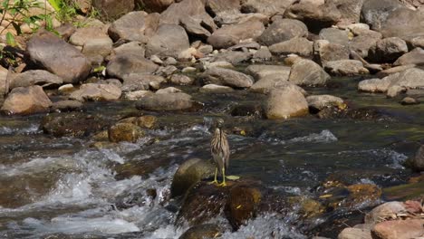 Water-rushing-to-the-left-while-it-is-perched-on-a-rock-looking-around-for-some-prey,-Chinese-Pond-Heron-Ardeola-bacchus,-Thailand