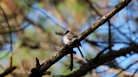 Facing-to-the-left-while-perched-on-a-pine-tree-branch-as-it-is-looking-around,-Sooty-headed-Bulbul-Pycnonotus-aurigaster,-Phu-Ruea,-Ming-Mueang,-Loei-in-Thailand
