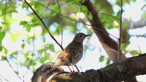 Seen-perched-on-a-big-branch-within-a-tree,-a-winter-rare-migrant-in-Thailand,-White's-Thrush-Zoothera-aurea,-Phu-Ruea,-Ming-Mueang,-Loei-in-Thailand