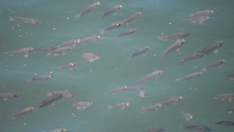 Group-of-fish-swimming-on-the-surface-and-breathing-out-of-the-water