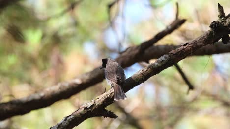 Seen-from-its-back-as-it-looks-to-the-left-while-moving-its-tail,-Sooty-headed-Bulbul-Pycnonotus-aurigaster,-Phu-Ruea,-Ming-Mueang,-Loei-in-Thailand