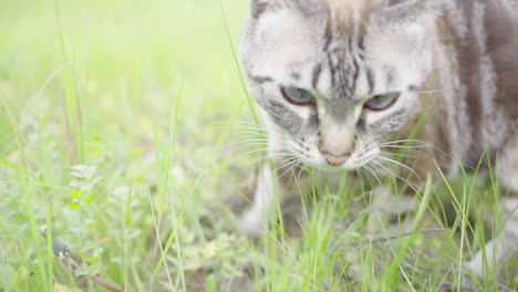 Beautiful-grey-striped-stripes-cat-looks-around-in-the-grass-licks-chops-slow-motion-4K
