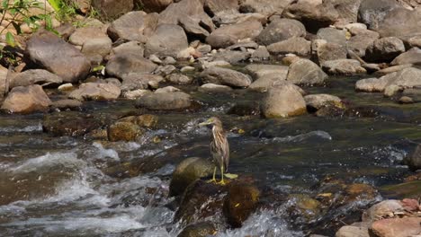 Looking-to-the-left-while-standing-on-a-rock-in-the-middle-of-a-rushing-stream-during-a-hot-day,-Chinese-Pond-Heron-Ardeola-bacchus,-Huai-Kha-Kaeng,-Thailand