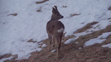 Lone-Young-Roe-Deer-Feeds-On-Dry-Grass-During-Winter