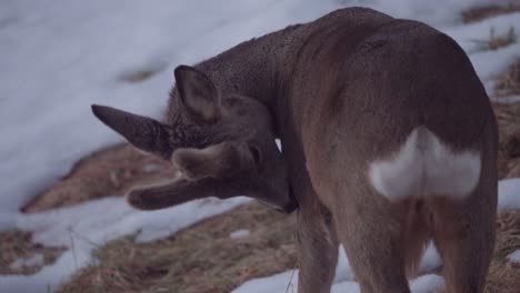 Young-Roe-Deer-Licking-Its-Fur-On-Winter-Mountains