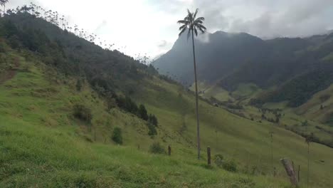 Cocora-Valley-In-Kolumbien-Daher