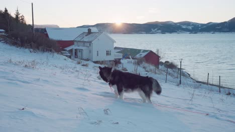 Husky-Alaskan-Malamute-En-Un-Pueblo-De-Nieve-Profunda-A-Orillas-Del-Lago-Al-Atardecer-En-Vanvikan,-Indre-Fosen,-Noruega