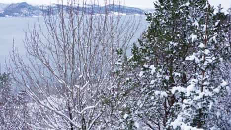 Schneebedeckte-Bäume-Und-Küstenlinie-Mit-Blick-Auf-Einen-See-Mit-Bergen-Im-Hintergrund-In-Indre-Fosen-Norwegen---Aufsteigende-Drohnenaufnahme