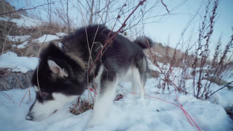 Beautiful-Alaskan-Malamute-Sniffing-On-Snowy-Foreground-With-Dry-Plants,-Vikan,-Indre-Fosen,-Norway
