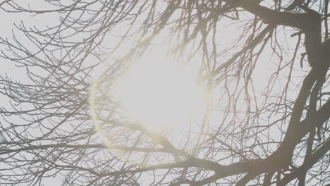 Bright-sun-shining-through-leafless-tree-branches-and-flaring-in-camera-lens