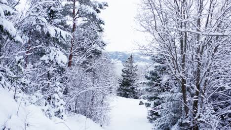 Schneedeckenbäume-Auf-Winterbergen.-Rauszoomen