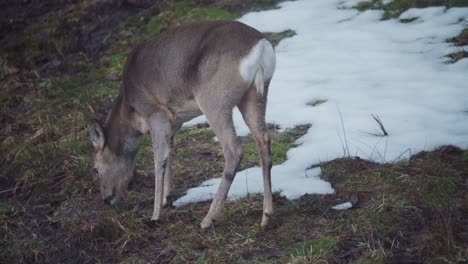 Lone-Roe-Deer-Grazing-on-a-Partially-Snow-Covered-Grassy-Hillside-in-Indre-Fosen-Norway---Fixed-Full-shot