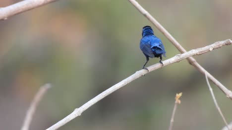 Hummingbird-waiting-on-tree-