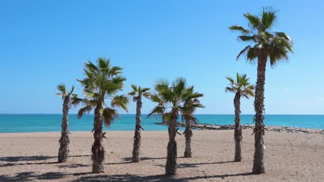 A-group-of-palm-trees-lies-on-a-sandy-beach-by-the-shore-of-the-Mediterranean-blue-sea-in-Alicante,-Spain