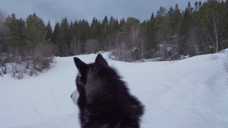 Alaskan-Malamute-Dog-Looking-Around-In-Snowy-Forest-Landscape,-Vikan,-Indre-Fosen,-Norway